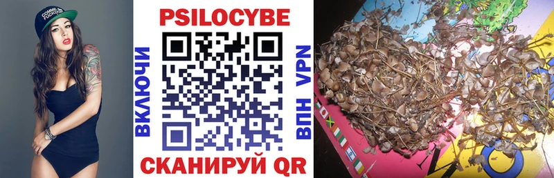 Галлюциногенные грибы Psilocybe  Новочебоксарск 